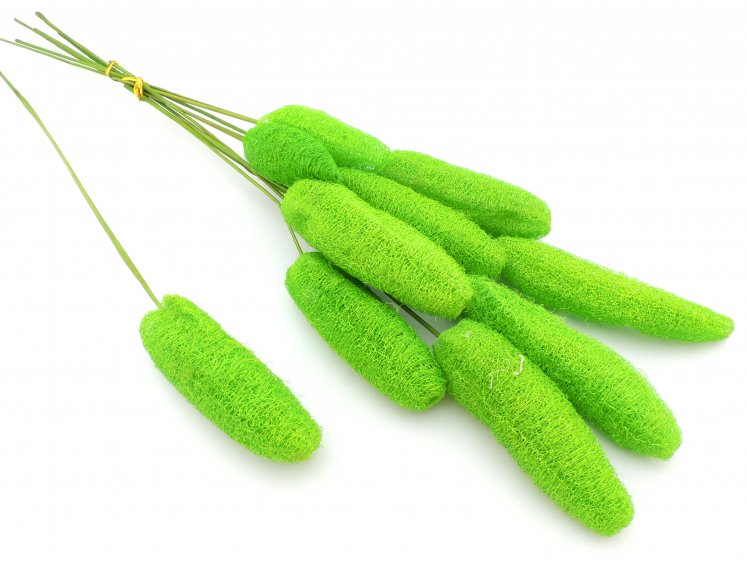 Luffa on Stem A.Green