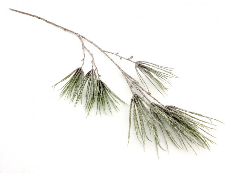 Pine Tree Branch