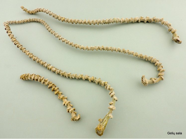 Banano pagaliukas su...