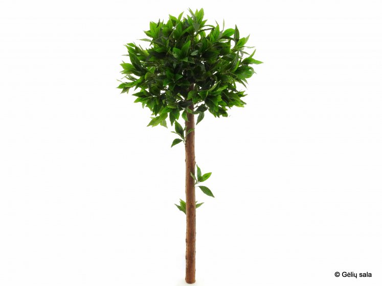 LATEX LEAVES BAY TREE