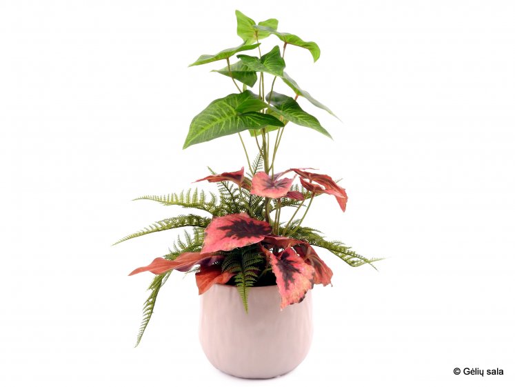 Sodinta žaluma vazonėlyje