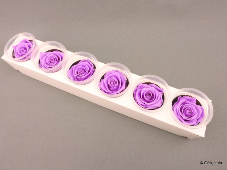 Stabilized Rose KIARA XL...