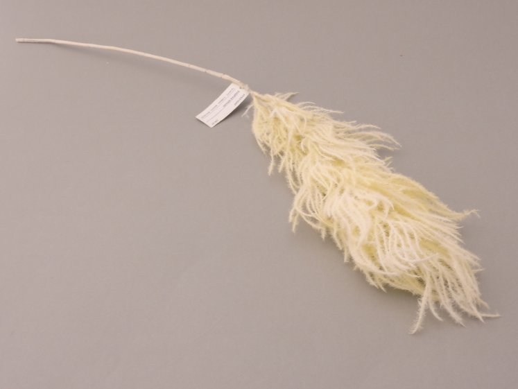 Smilga - pampas grass