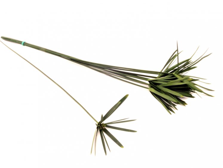 Stabilizuoti papyrus lapai