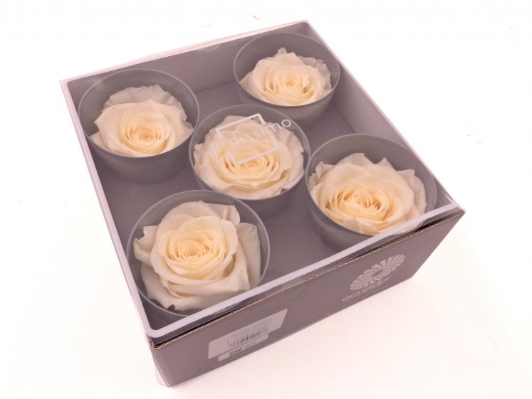 Stabilized Rose Heads "Queen"