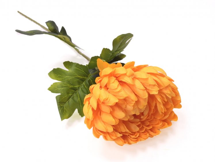 Chrysanthemum flower with stem