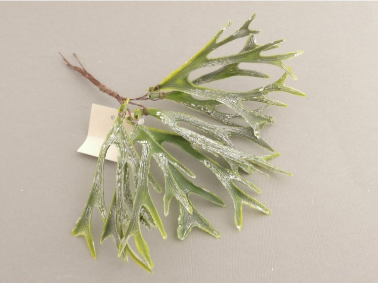 Elniaragio šakelės