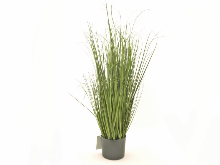 Žolė vazone 90 cm