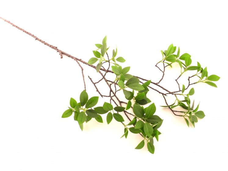 Žalumos šaka žalia