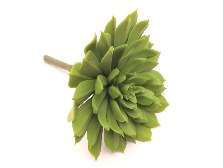 Succulent