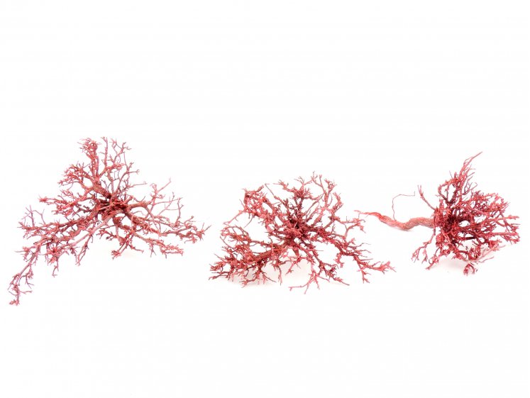 Tiny skeleton frost Red