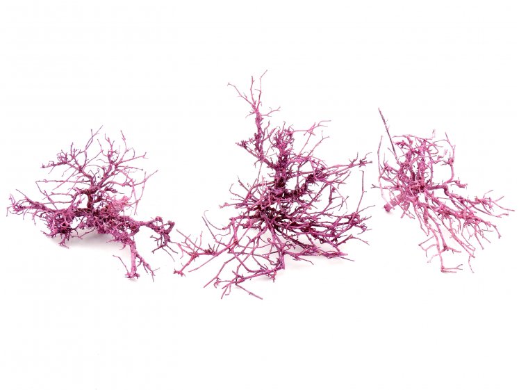 Tiny skeleton frost O.pink