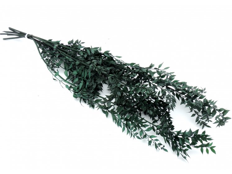 Ruscus Green (200g.)