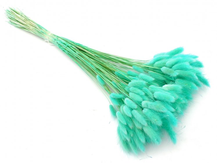 Lagurus turkio(100g.)