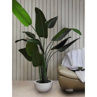 Przybywających drzew i zieleni