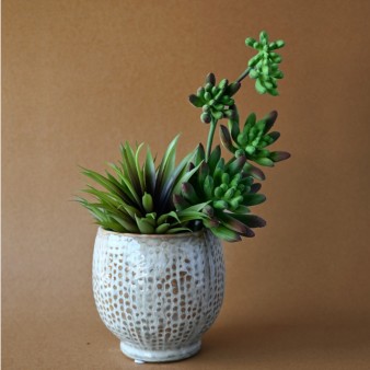 Small Greenery, Bushes, Succulents